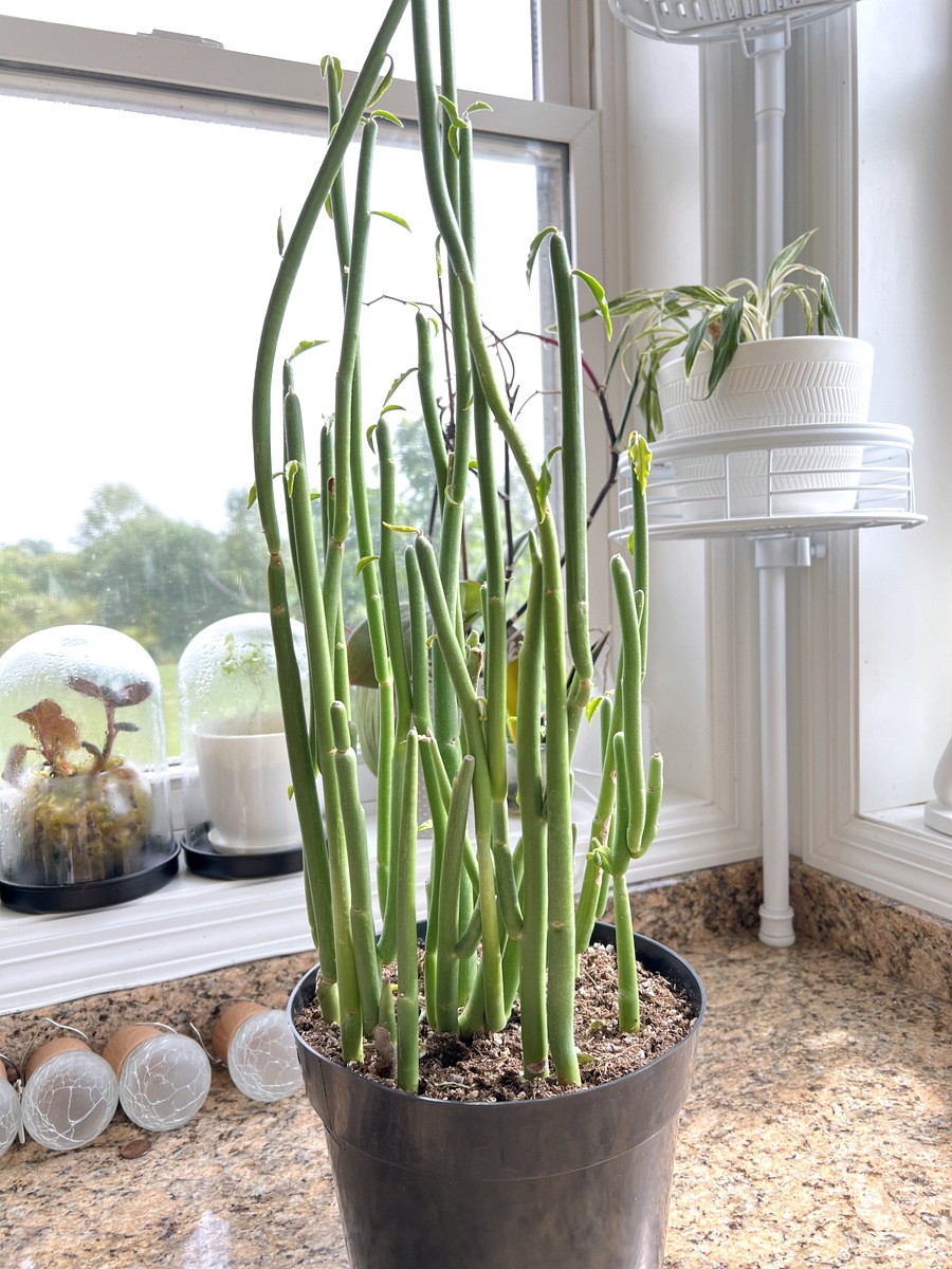 Lady slipper plants for sale sales