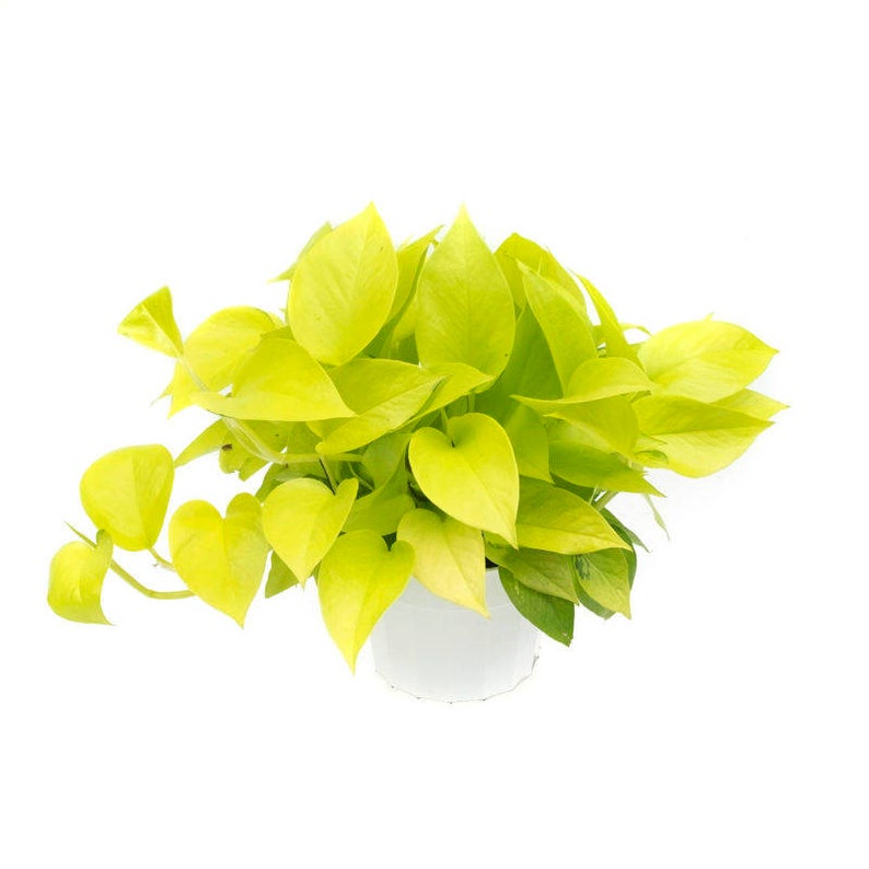 11 Best Places To Buy Indoor Plants Houseplants Online Part 1 (2020