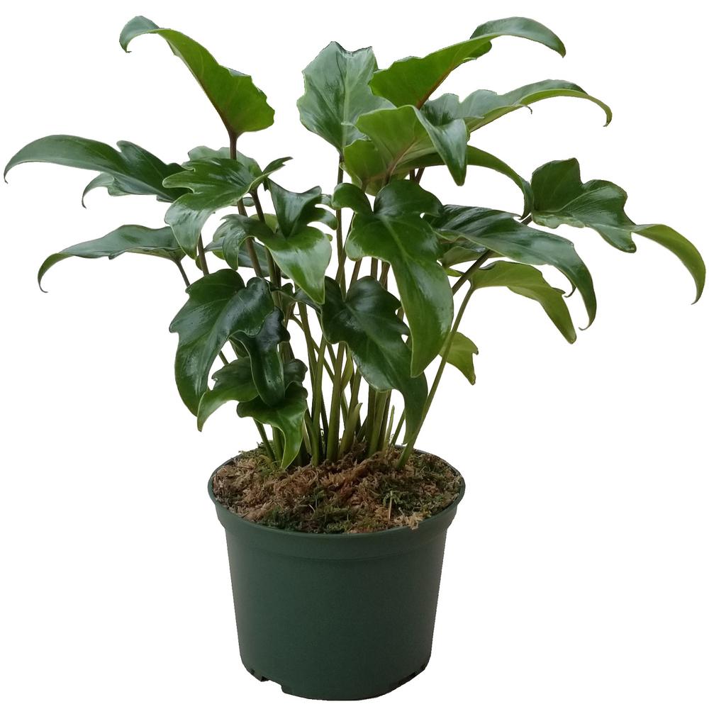 [House Plant] Xanadu Philodendron Unique and Unusual