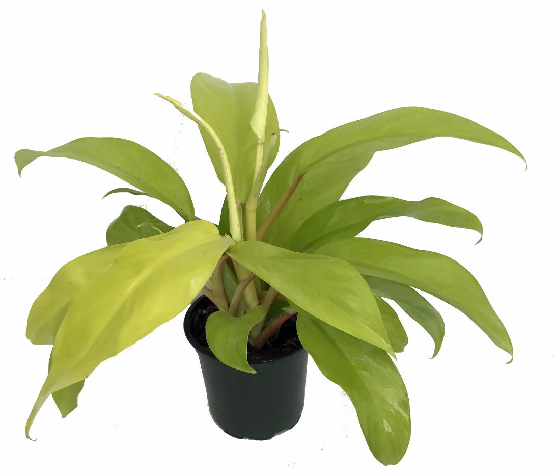 palm leaf plant Needle Palm