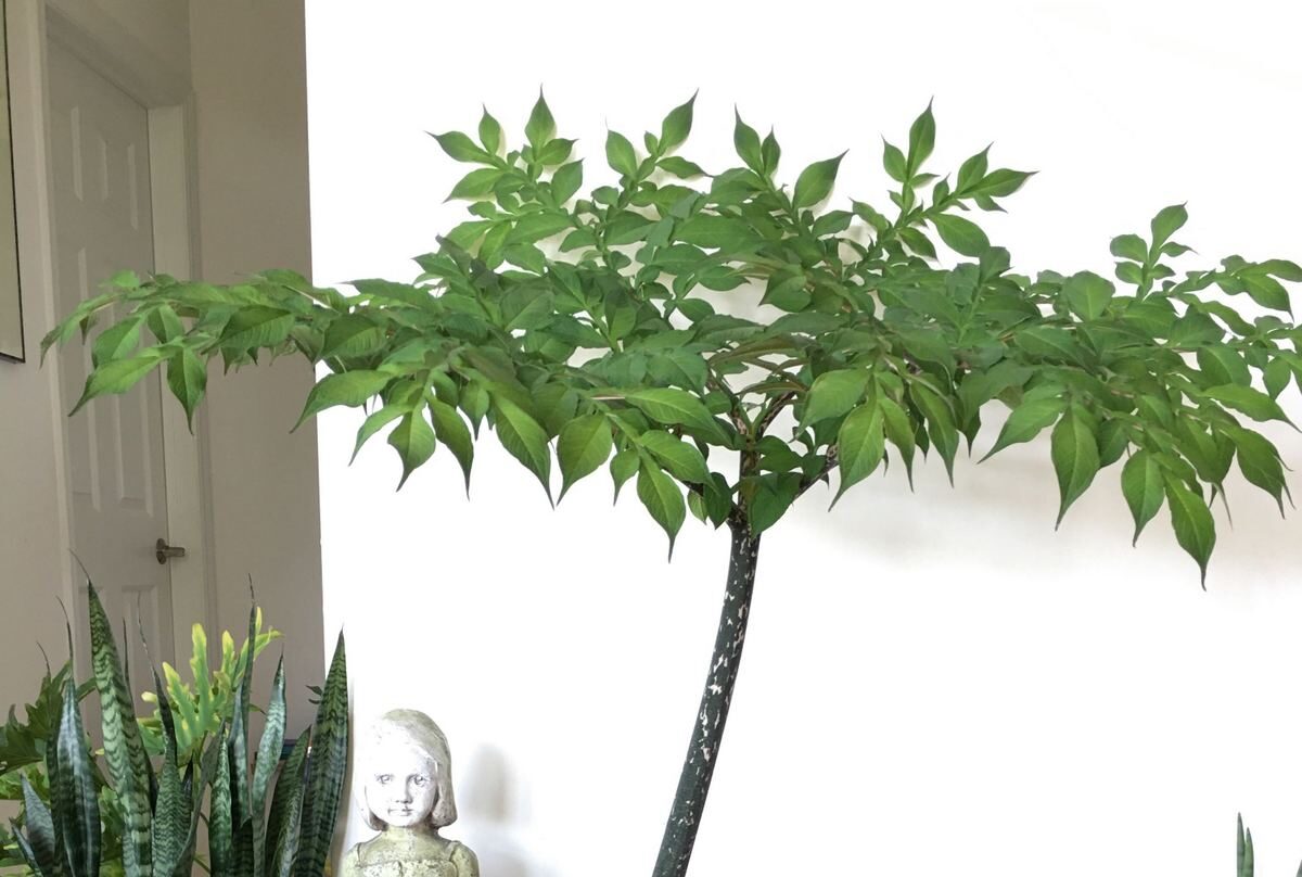The Continued Chronicles of a Voodoo Lily and It's Growth, Year 3 -  (Amorphophallus konjac) - JayDeeMahs.com